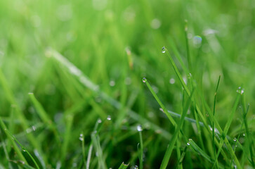 Closeup or macro of dew in green grass