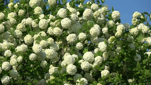 Viburnum guilder rose white blossoms in wind

