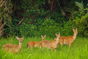 Four wild white-tailed deer (binomial name: Odocoileus virginianus), including a fawn, standing...