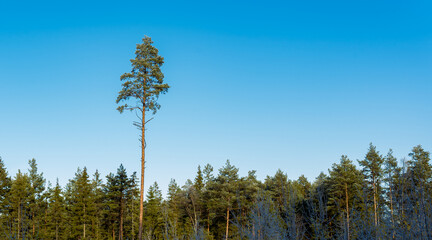 View on the forest and single pine who stand out on the blue sky