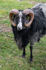 Photo of a black sheep with horns