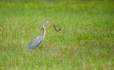 Obraz premium Purple heron