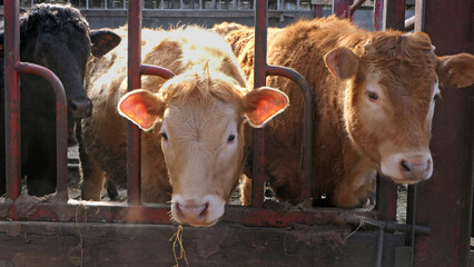 Cattle eating silage grass through a gate in a shed at a farm
