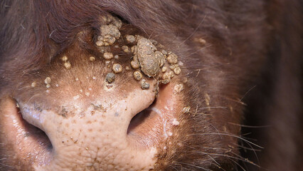 Cow with warts caused by an infectious and contagious virus bovine papilloma virus BPV in Cattle...