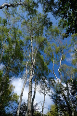 Birch forest. Birch forest with sky background.White bark trees with leaves on the background of the blue sky with clouds. Italy. 