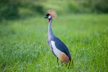Grey crowned crane
