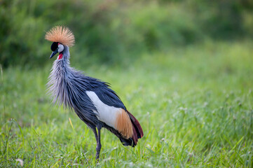 Grey crowned crane