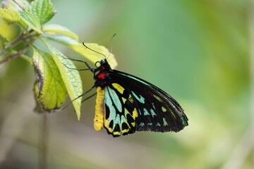 Butterfly on Flower