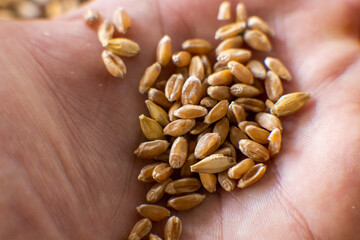 The grain close-up is held by the fingers of the hand
