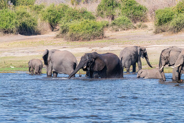 Obraz premium Family of African elephants drinking at a waterhole in Chobe national park.