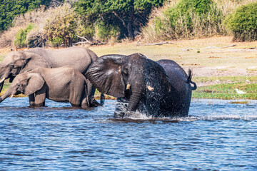 Family of African elephants drinking at a waterhole in Chobe national park.