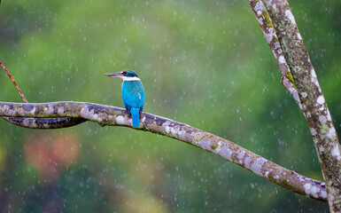 Collared Kingfisher