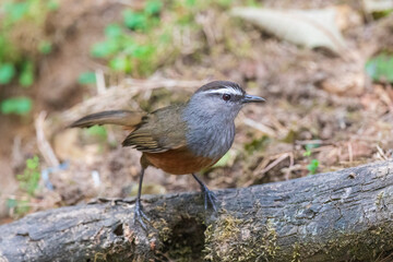 Naklejka premium Palani laughingthrush (Montecincla fairbanki) at Eravikulam National Park, Munnar, Kerala, India.