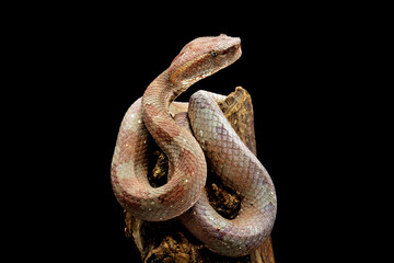 Trimeresurus puniceus snake on a branch