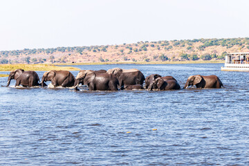 Fototapeta na wymiar Family of African elephants drinking at a waterhole in Chobe national park.