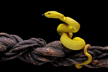 Yellow viper snake on branch, viper snake isolated on black background, Trimeresurus insularis,animal closeup