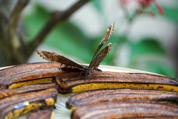 Butterfly on a Flower