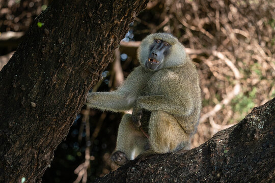 Olive Baboon (Papio anubis), Lake Manyara National Park, Tanzania, East Africa, Africa