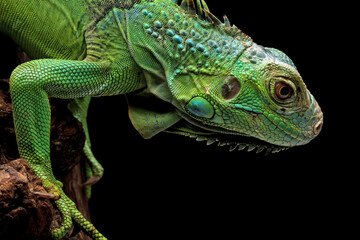 green iguana on a branch, iguana on a tree, animals close up