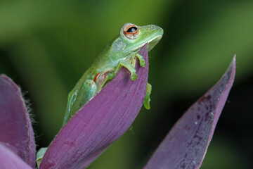 Jade tree frog sitting on leaves, Rhacophorus dulitensis (zhangixalus dulitensis), animals closup