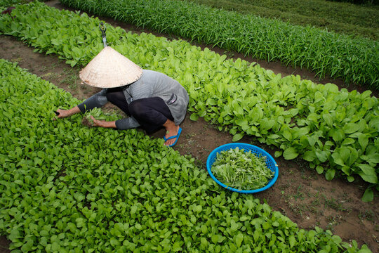 Farmer at work, agriculture, organic vegetable gardens in Tra Que Village, Hoi An, Vietnam, Indochina, Southeast Asia, Asia