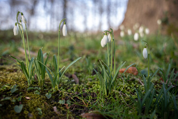 Fototapeta premium Snowdrops in bloom in the forest with moss. Macro image, blurred forest background