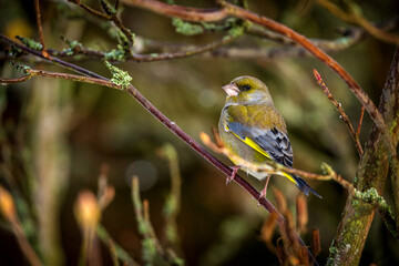 Fototapeta premium greenfinch bird on the banch in winter