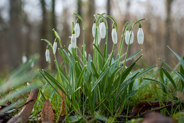 Snowdrops in bloom in the forest. Macro image, blurred forest background
