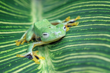 flying tree frog on leaves, Javan tree frog Rhacophorus reinwardtii, animal closeup
