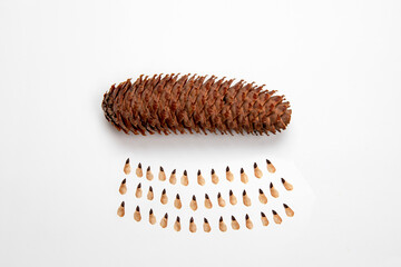 Conifer seed. Group of fir seeds with brown cone, flat lay, white background. Botany, planting plants gardening or ecological issues, co2 neutralisation concept. 