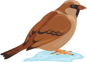 Sparrow on snow. Winter wild bird. European animal