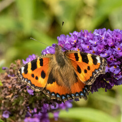small tortoiseshell butterfly on a flower