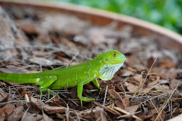 Naklejka na ściany i meble Green Lizard in Florida