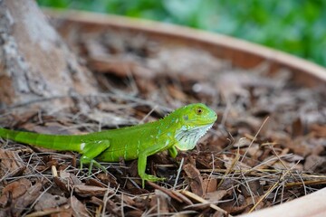 Green Lizard in Florida