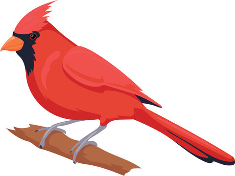 Cardinal Mascot Images – Browse 1,177 Stock Photos, Vectors, and