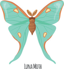 Luna moth. Summer flying animal. Winged insect