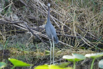 Plants and Wildlife in the Florida Everglades