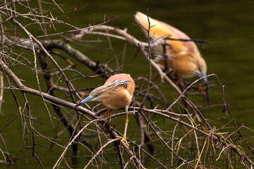 Crabier chevelu, Héron crabier, Ardeola ralloides, Squacco Heron