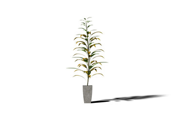 Bamboo plant in vase