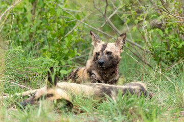 Lycaon, Lycaon pictus, Afrique du Sud