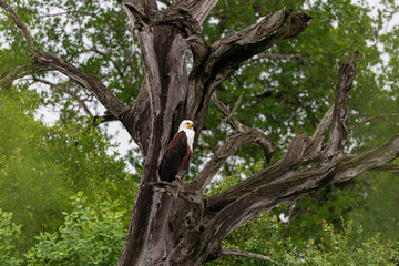 Pygargue vocifère,.Haliaeetus vocifer , African Fish Eagle, Parc national Kruger, Afrique du Sud