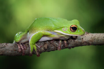 White lipped tree frog on branch, green tree frog side view, animals closeup