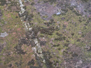 Muro con musgo en detalle