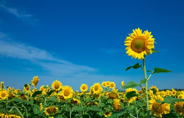 Fotobehang yellow sunflower over blue sky © Pakhnyushchyy