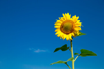 Naklejka premium yellow sunflower over blue sky