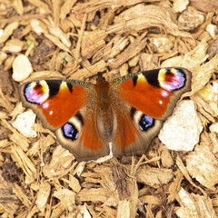 Peacock butterfly on a wood chipping background