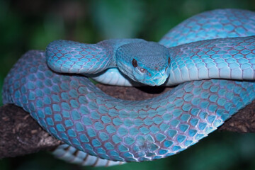 Blue viper snake closeup on branch,blue insularis,Trimeresurus Insularis