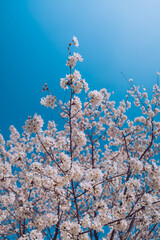 Beautiful cherry blossom in Korea
