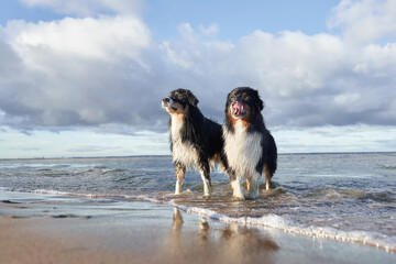 dogs plays in water. two Active australian shepherd jumping . Active holiday with a pet
