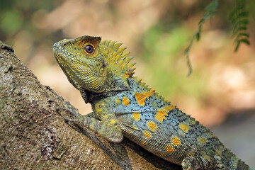 Forest dragon reptile on a branch, head and spiked forest dragon lizard, Gonocephalus chamaeleontinus, animal closeup